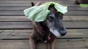 14322757_10210977642025864_414655716907973772_n